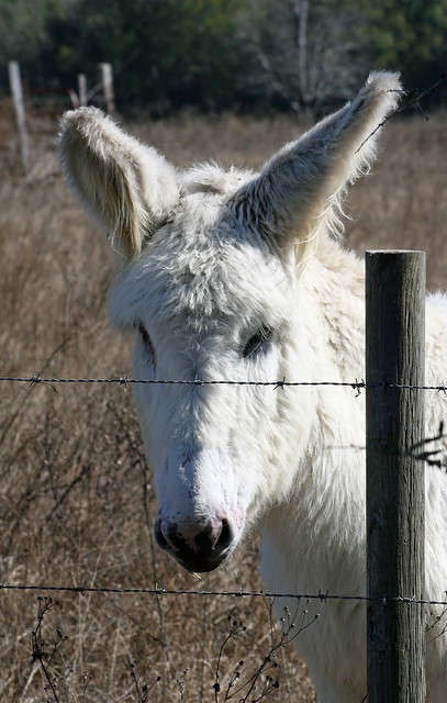 Donkey at the Fence
