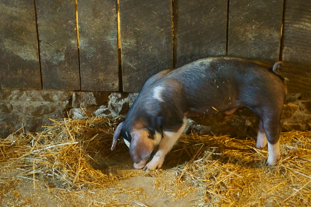 Pig - ISO 6400!