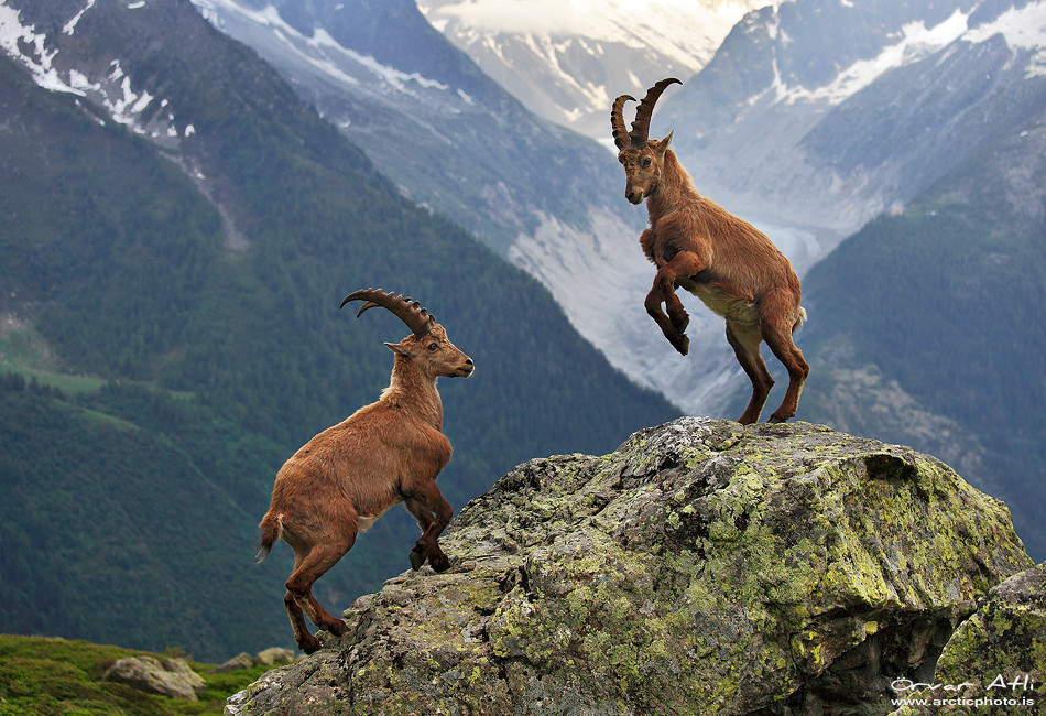 Mountain Ibex - Chamonix, French Alps | I am not known for w… | Flickr