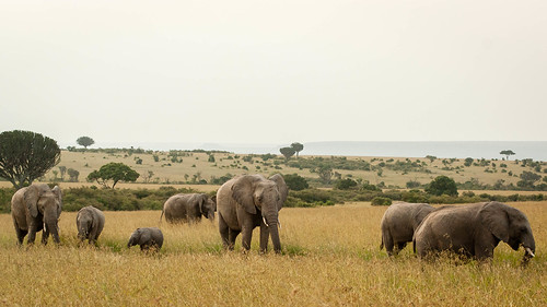 africa travel elephant game nature view kenya widescreen scenic reserve wideangle scene safari leopard elephants 169 masaimara gamedrive kenyawildlifeservice masaimaragamereserve marasarovalodge kenya2012