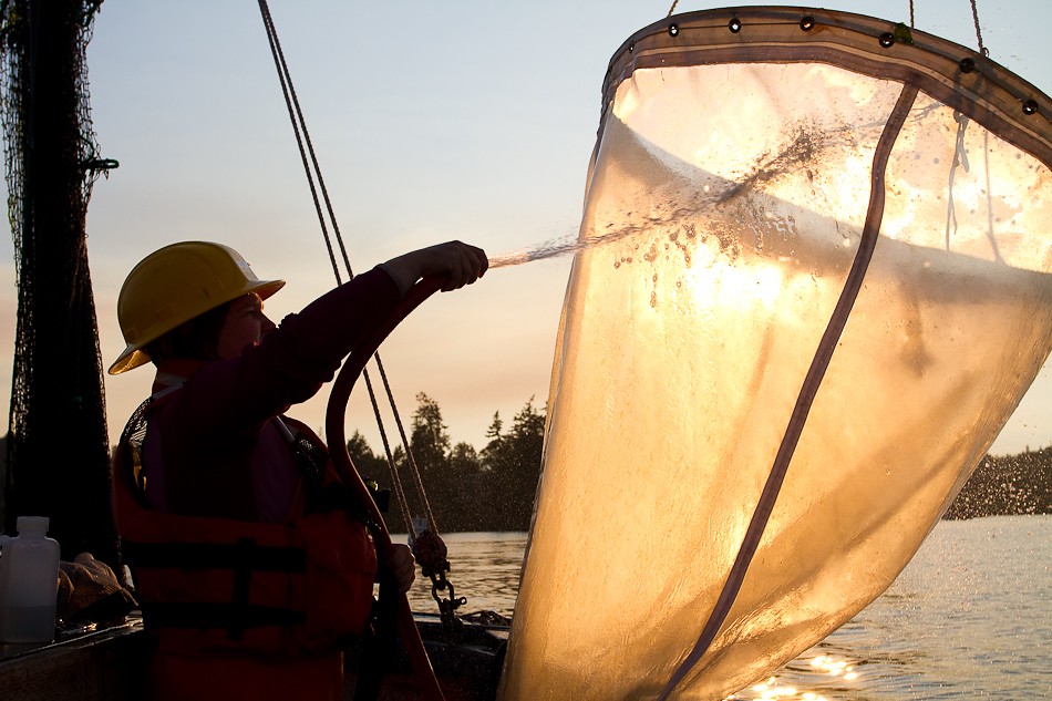 Spraying down the plankton net, Spraying down the plankton …