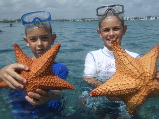 Cushion starfish