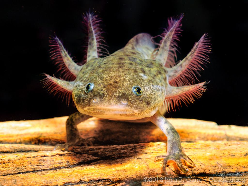 Axolotl (Ambystoma mexicanum) - Wildtype