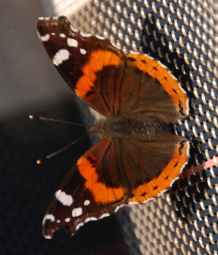 butterfly insect redadmiral inthewild nature spring april thegalaxy jennypansing explored explore