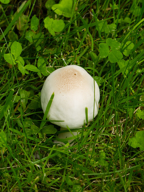 Horse mushroom, East Park