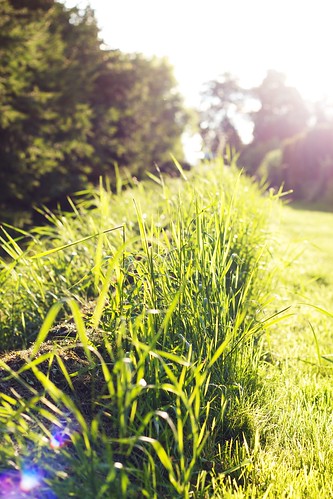 camera sunset plant green nature grass canon germany deutschland eos 50mm sonnenuntergang natur pflanze lensflare gras grün dslr kamera spiegelreflex niftyfifty 550d eos550d