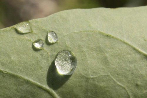 verde green hoja water canon mexico leaf agua drop guanajuato gota