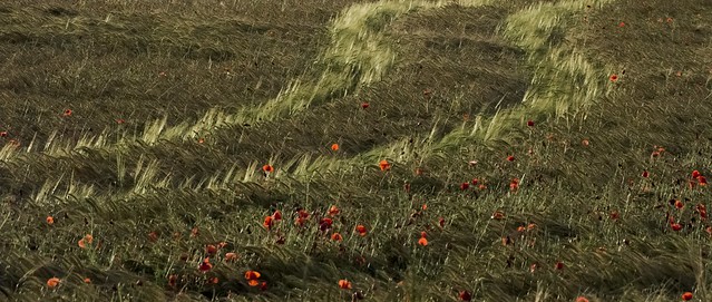 poppies and tracks 3