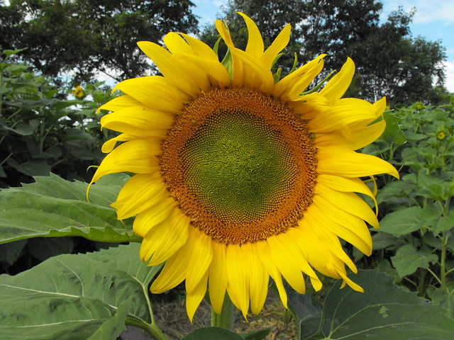 Sunflowers in Upton, Qc