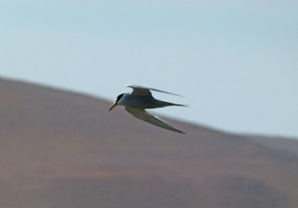 Gaviotín Peruano, Peruvian Tern (Sternula lorata) (Sterna lorata)