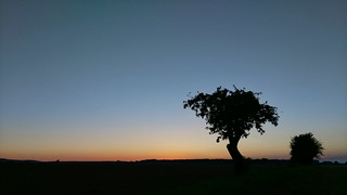 Sunset 🌇 Sunset Silhouette Tree Tranquil Scene Landscape Tranquility Copy Space Scenics Clear Sky Beauty In Nature Nature Sunset Field Growth Blue Branch Outdoors Single Tree Dark Outline Remote at Aeppelboom @JN