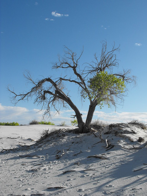 Dying Tree in White Sands National Monument
