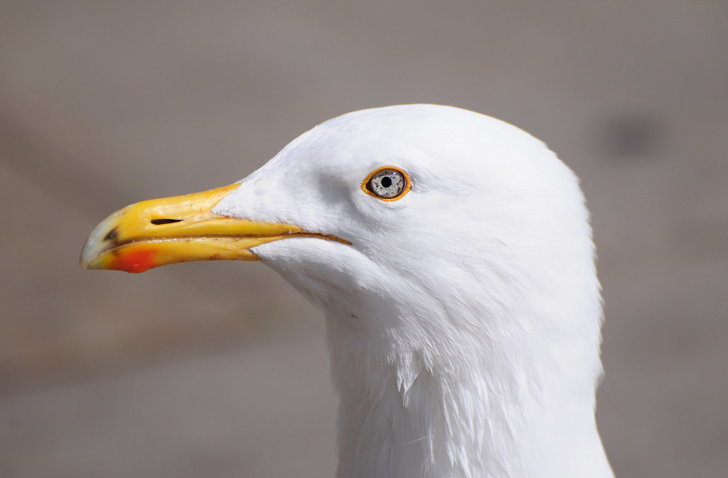 Herring Gull (Larus argentatus) Close Up Portrait