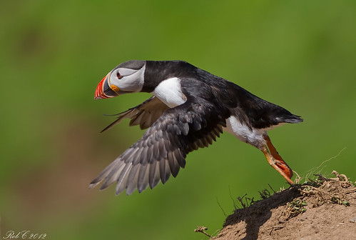 Puffin by robcimages.co.uk