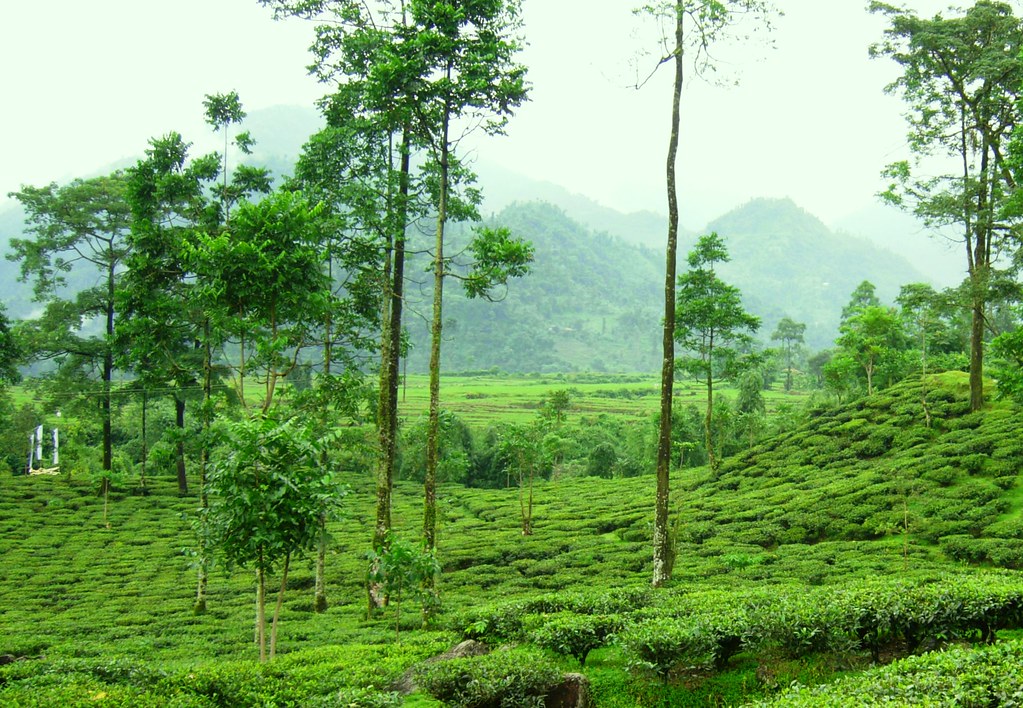 Dooars In Monsoon | A tea garden in Dooars at the backdrop o… | Flickr
