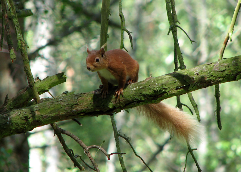 Red Squirrel - Sciurus vulgaris