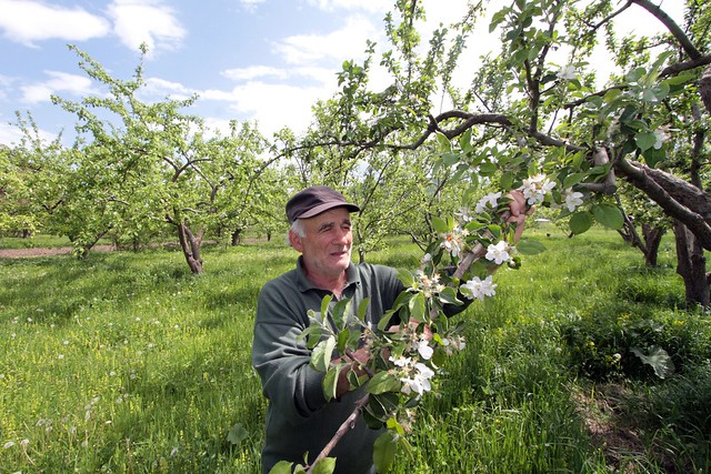 Turning an orchard into a thriving small business