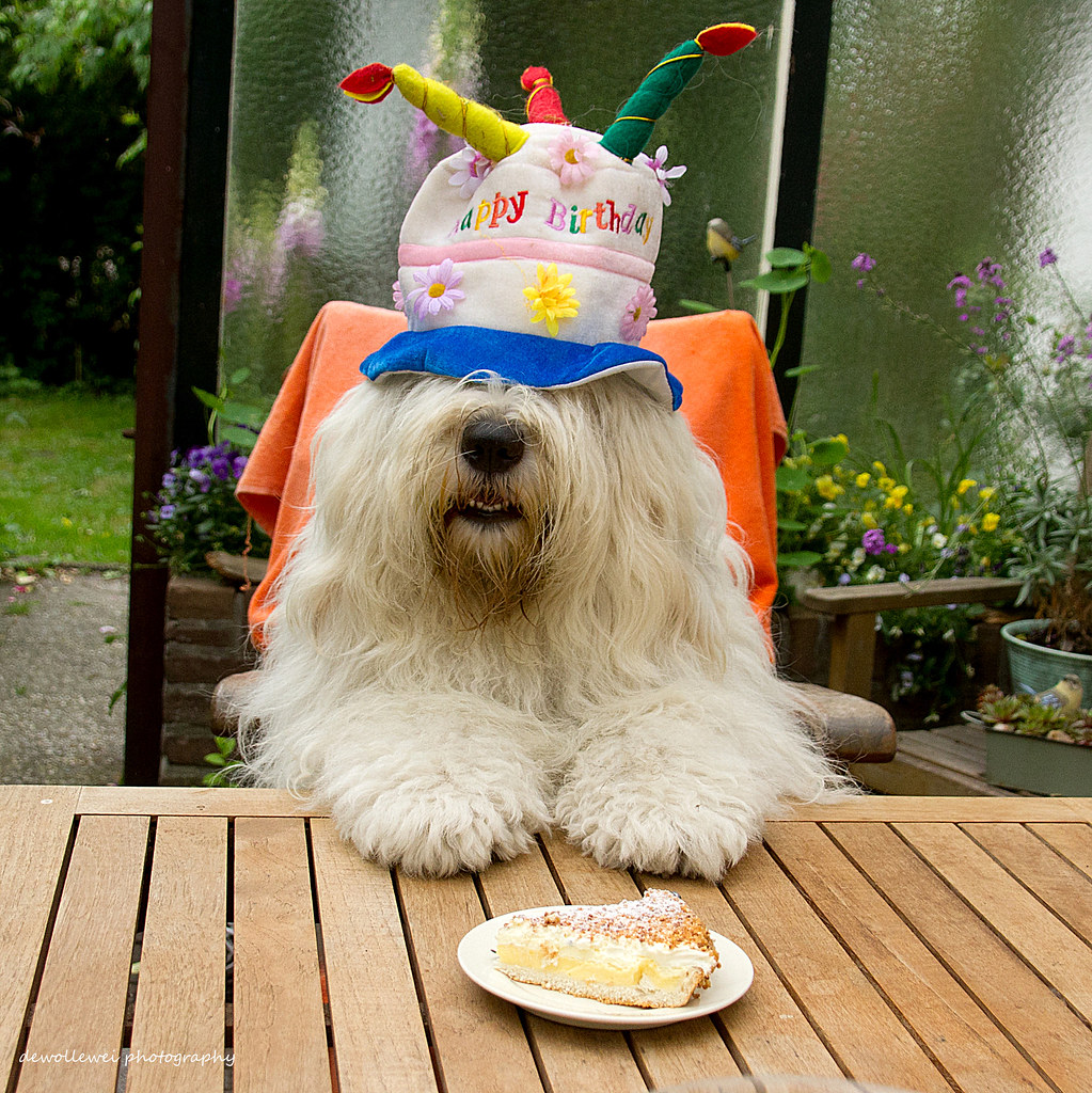 happy birthday sheepdog