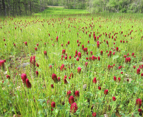 Red clover in bloom, May 2012.