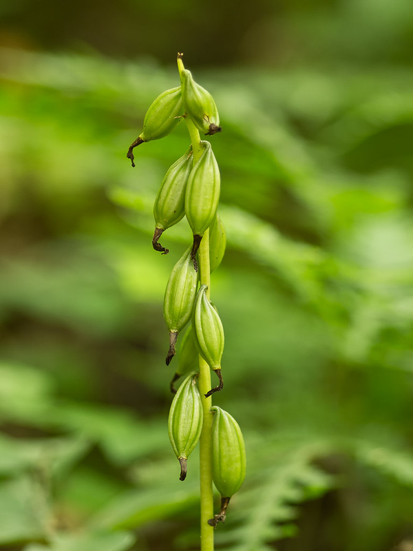 Puttyroot orchid seed capsules maturing