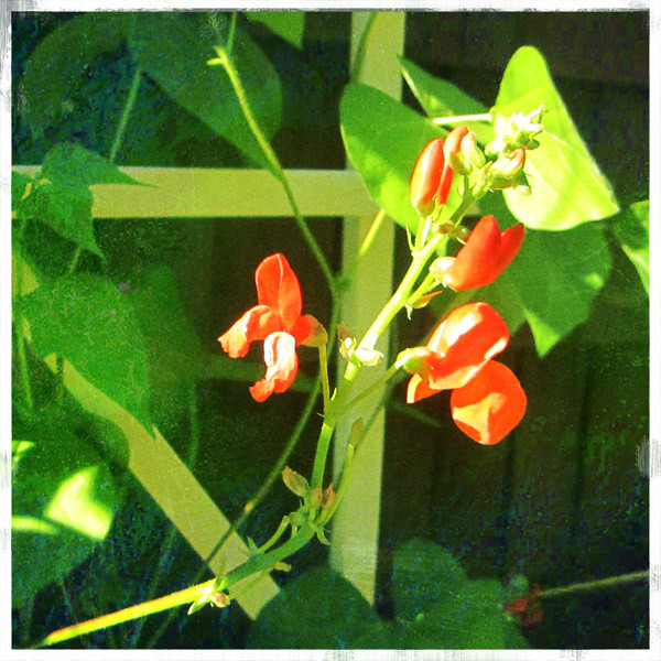 bean-flowers | Pole Beans! from Fedco Seeds. | Liz-LLM | Flickr