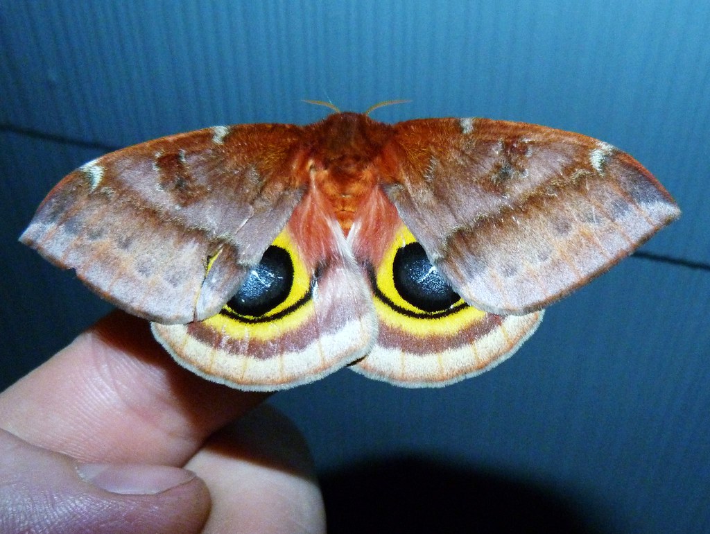 Species Automeris io - Io Moth - Hodges#7746 Female posing… | Flickr