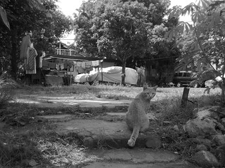 182 | Kucing di Hutan | Cat in the Jungle | Ikhlasul Amal | Flickr