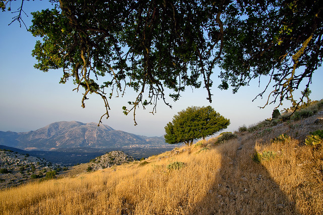 Olive trees, Kefalonia 1