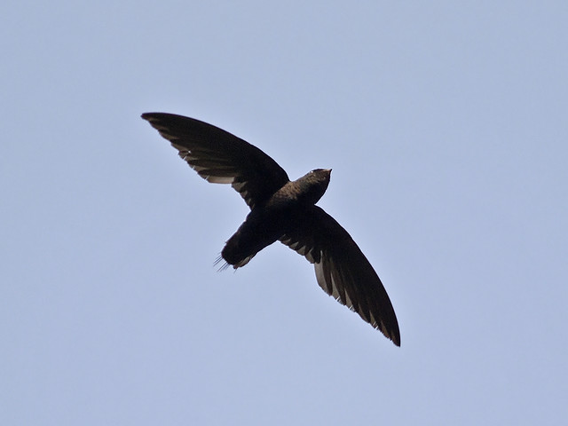 Silver-Rumped Needletail