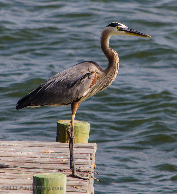 Great Blue Heron - St. George Island, FL