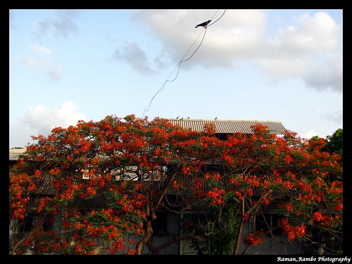 sunset tree gulmohar