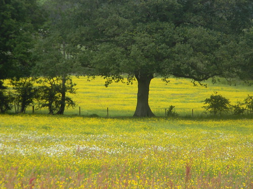 Flower meadow near Little Norlington Uckfield to Lewes
