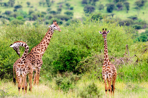 africa animals tanzania mara giraffe naturelandscape
