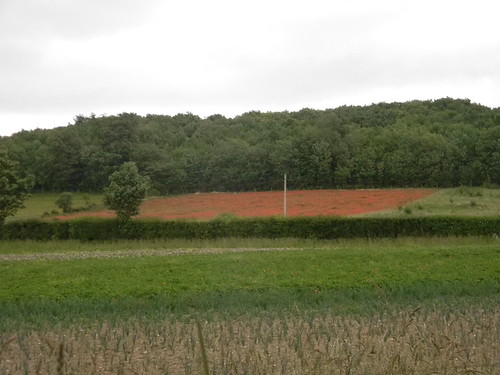 Poppy field Sandling to Wye