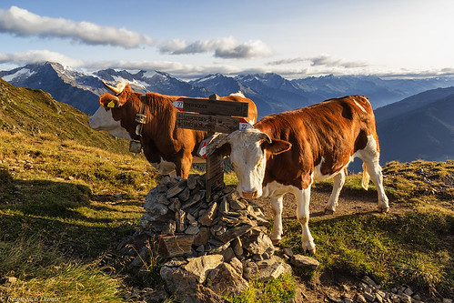 valleaurina speikboden sudtirol altoadige alps alpi alpiaurine italia italy canon canoneos60d tamronsp1750mmf28xrdiiivcld alba dawn sunrise mucche cows
