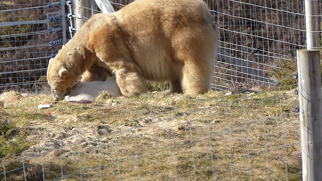 Short video clip~Polar Bear mum Victoria with Scottish born cub at the Highland Wildlife Park. Kincraig.