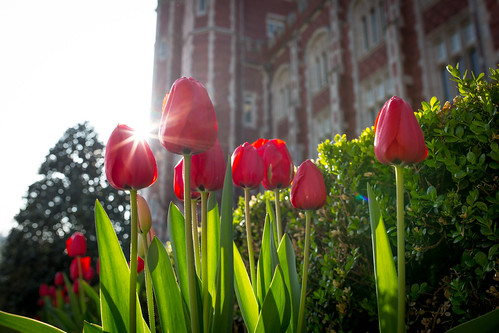 tulips flowers Dewy Spring Mornings