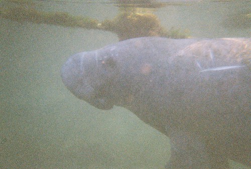 Manatee2 | by Nsharp17