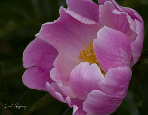 Spring beauty | by Carol Montgomery8345