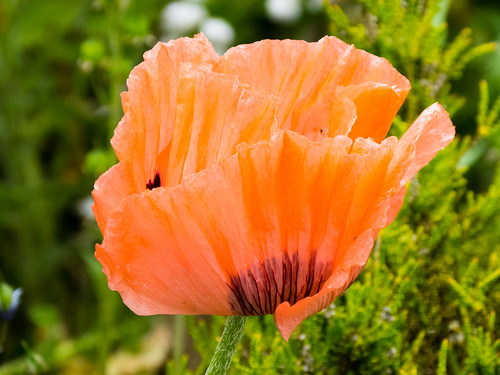 Ornamental poppy flower