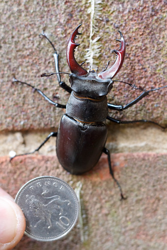 Stag Beetle | by mattbeee
