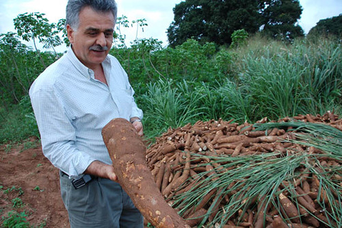 Researcher displays improved cassava variety | Researcher ha… | Flickr