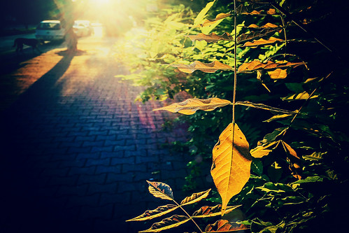 antalya turkey türkiye asia 土耳其 apple iphone iphone6 cameraphone sunrise dawn morning leaf leaves sunflare lensflare flare