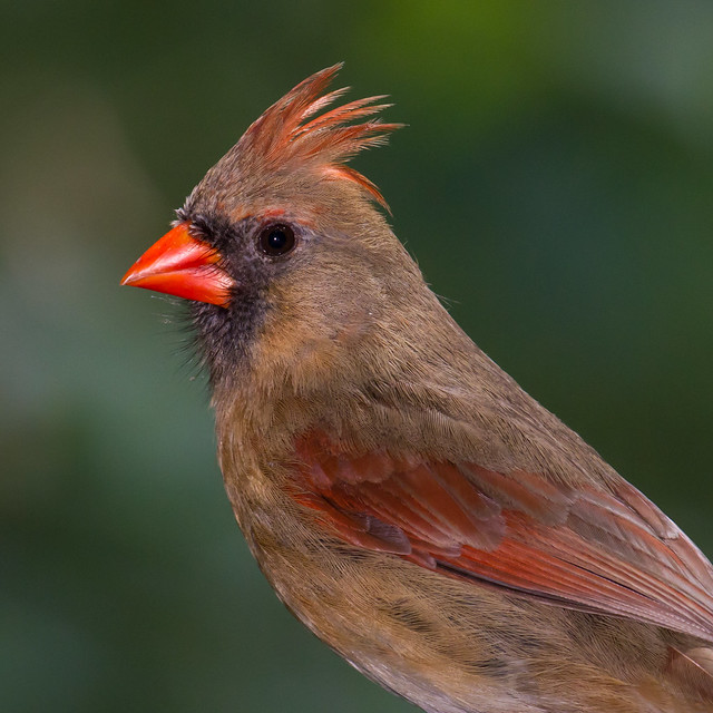 A cardinal beauty