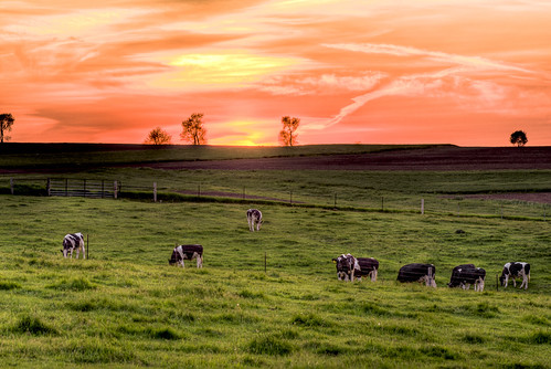 Burning Away The Evening Light by Painted Light Studio, 3 Exposures (-2/0/+2) taken with a Pentax K-r, then tonemapped in Photomatix Pro.trees sunset sky u