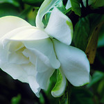 2012.06.29 クチナシ( 梔子) ：Gardenia