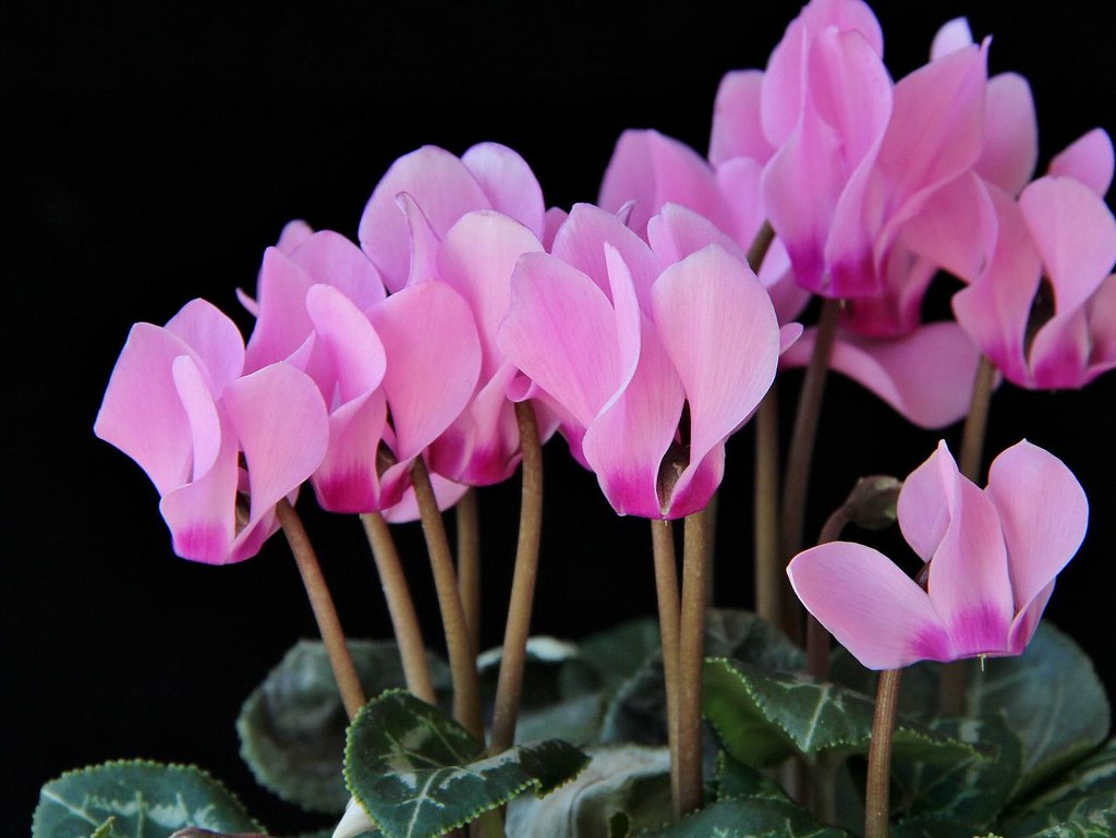 Cyclamen persicum | Cyclamen persicum Mill. MYRSINACEAE (PRI… | Flickr