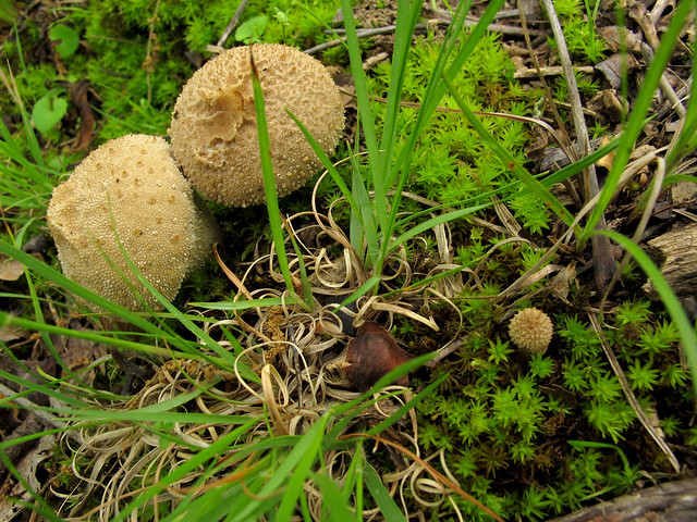 Gem-studded puffballs, mature and very young