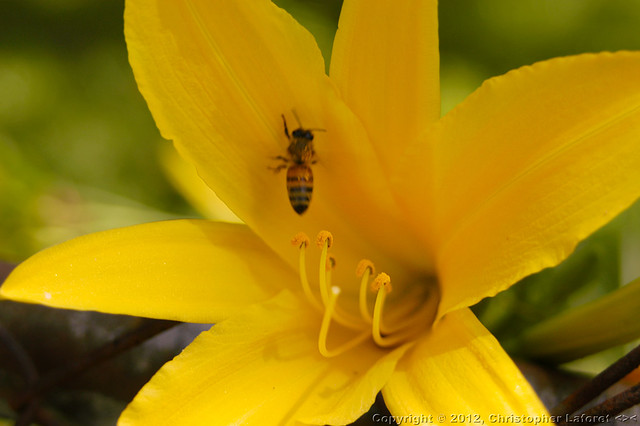 Yellow Lily and Bee