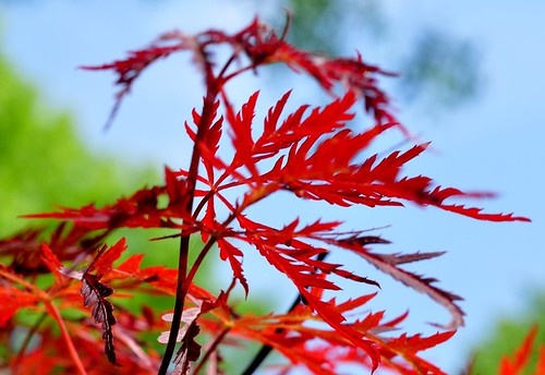 Japanese Maple | by YM_T